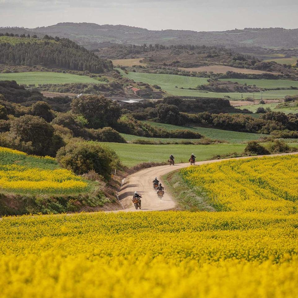 riders on dirt track riding through a filed of yellow flowers on the trans euro trail